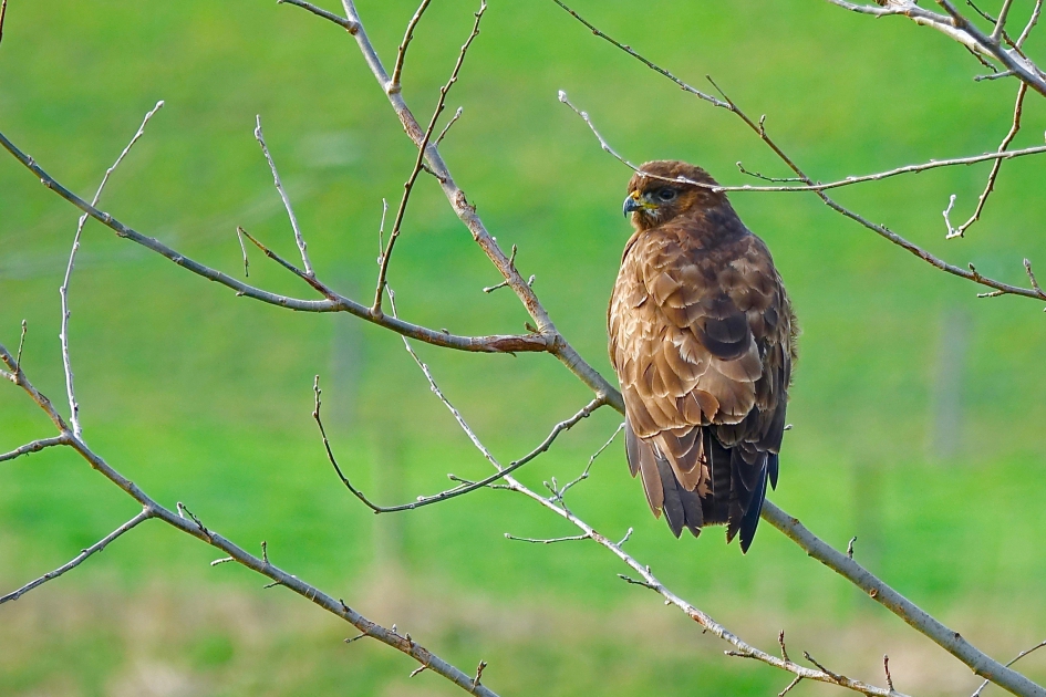 Buizerd - Vogels - 