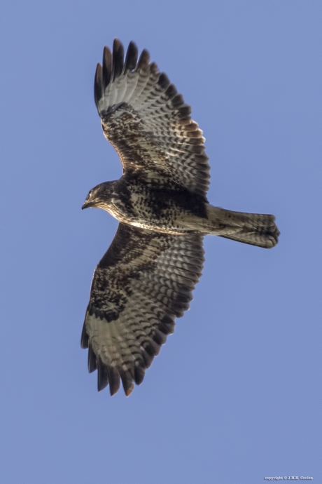 Buizerd