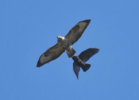 Buizerd in staart gepikt