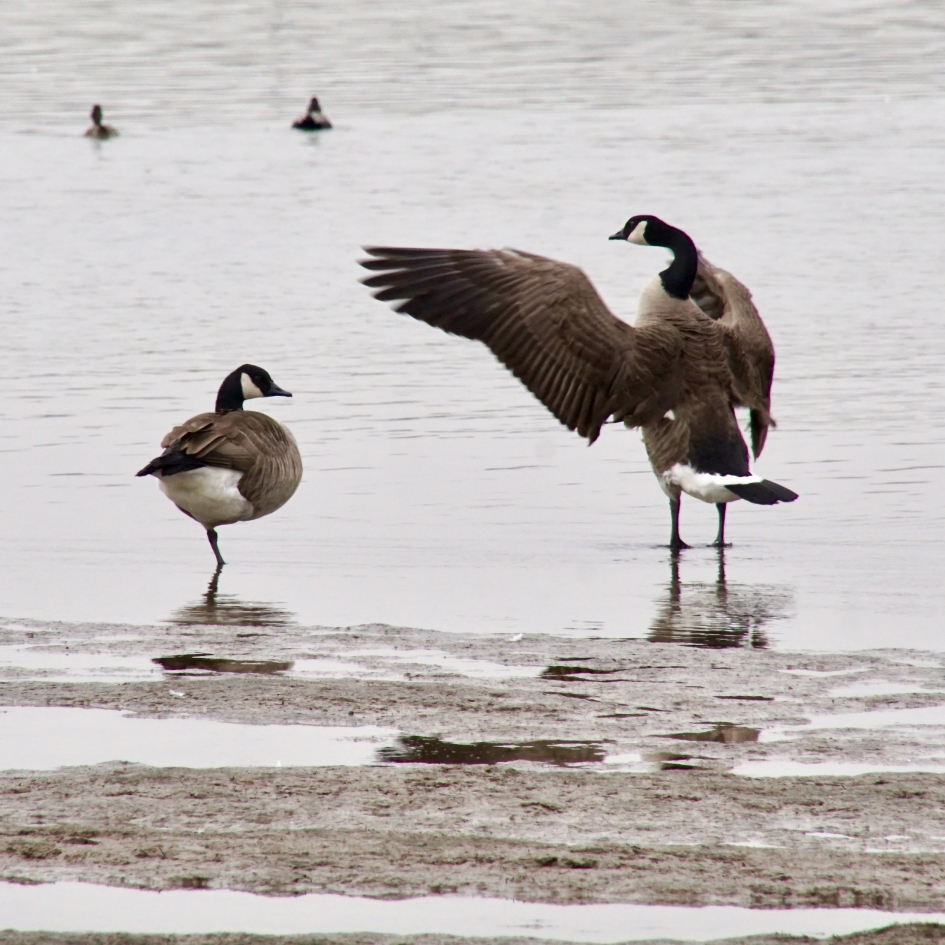 Canadese ganzen - Vogels - 