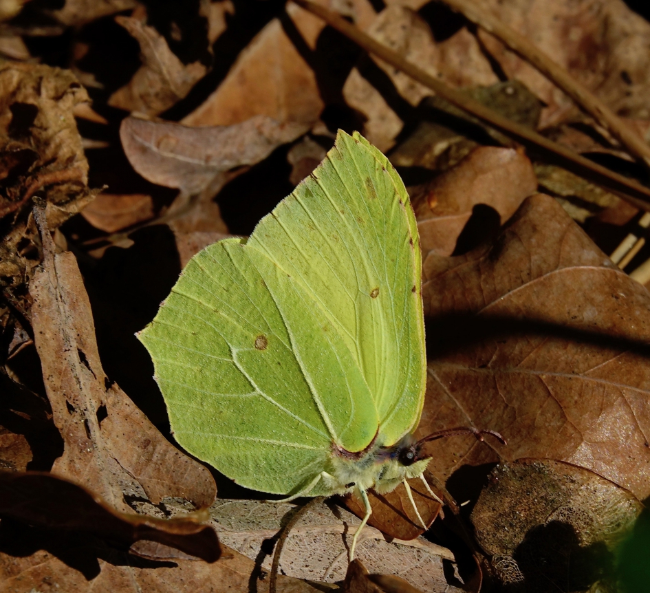 Citroenvlinder - Geleedpotigen - Citroenvlinder