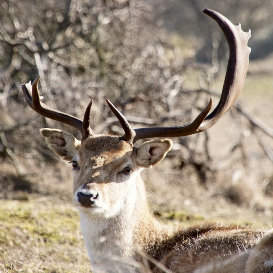 Close in beeld - Zoogdieren - 