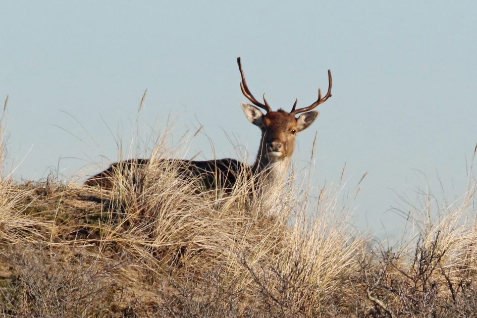 Damhert - Zoogdieren - 
