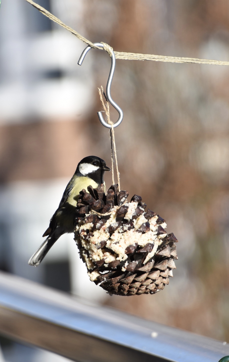 De dennenappel werd het! - Vogels - 