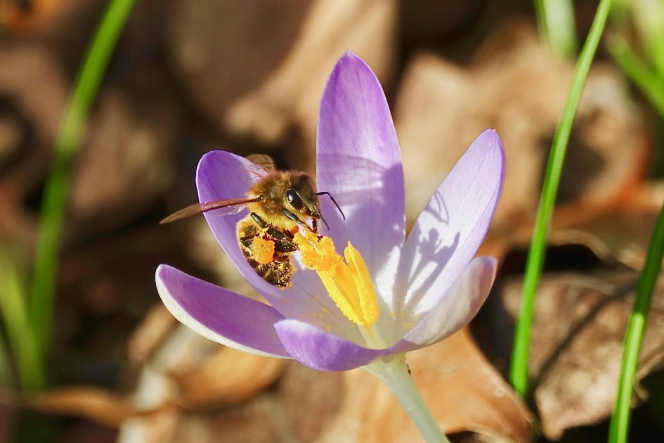 De eerste Bijen 4 - Geleedpotigen - Bij