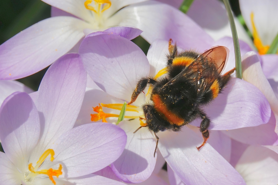 De eerste koninginnen 2 - Geleedpotigen - Aardhommel