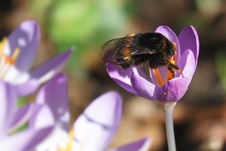 De eerste koninginnen 3