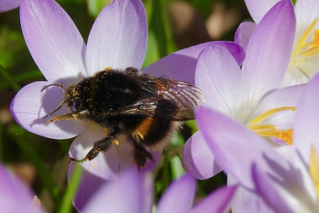 De eerste koninginnen 1