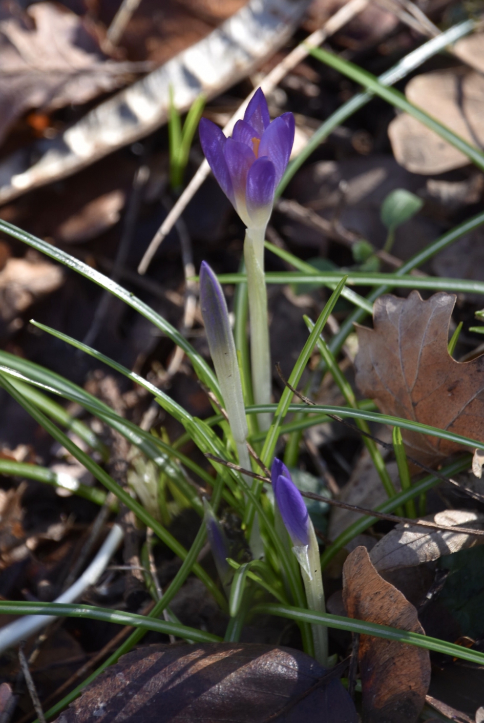 De eerste krokussen - Planten - 