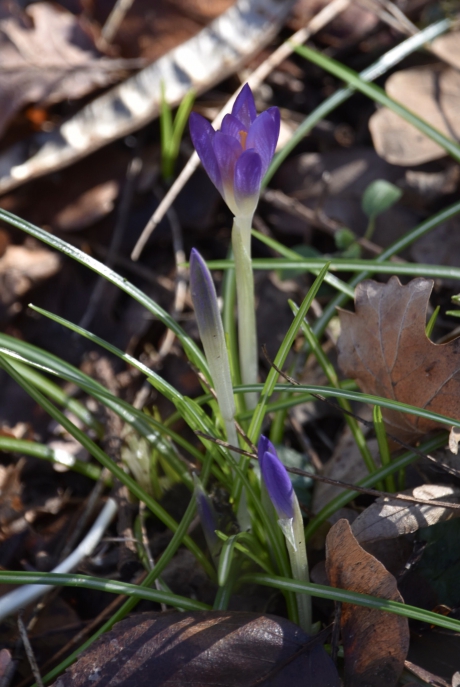 De eerste krokussen