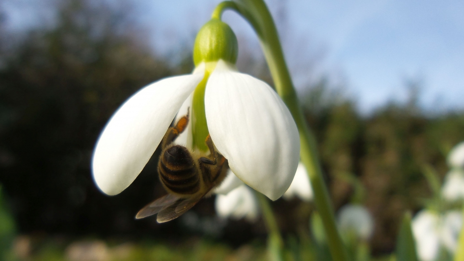 De eerste sneeuwklokjes worden bezocht door bijen - Planten - Groot Sneeuwklokje