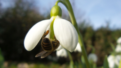 De eerste sneeuwklokjes worden bezocht door bijen