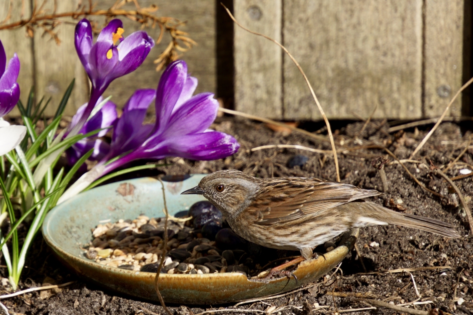 De Heggenmus - Vogels - Heggenmus
