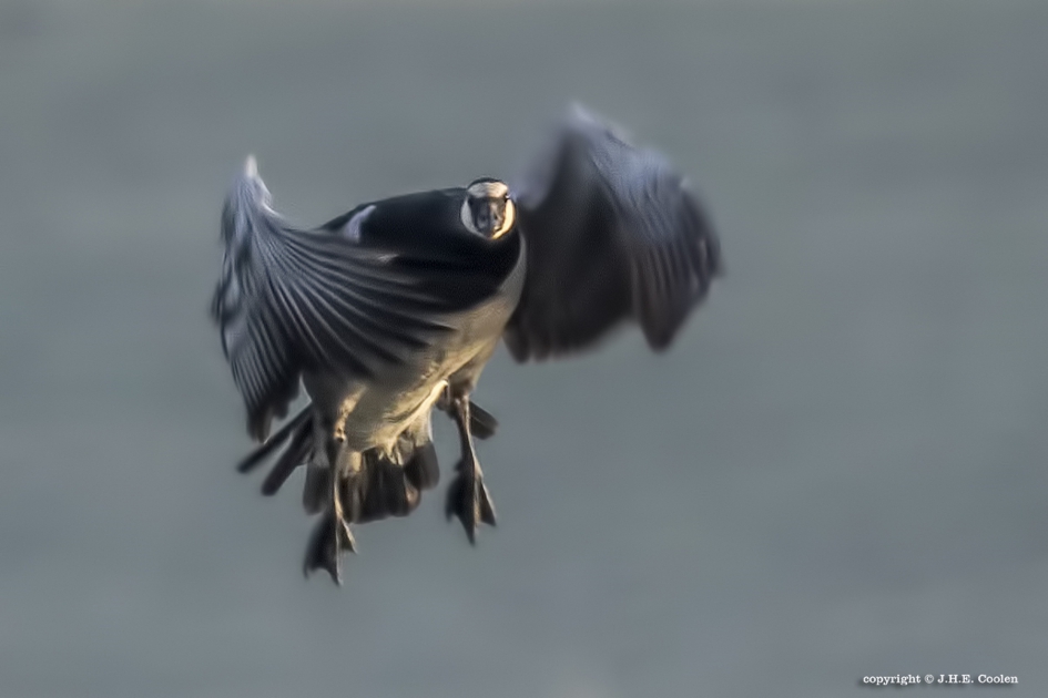 De landing - Vogels - Brandgans