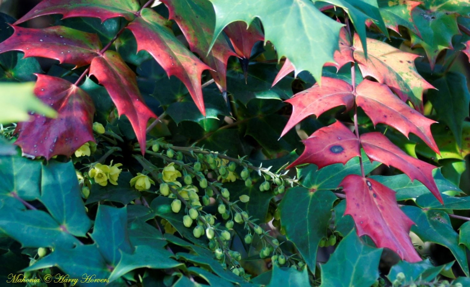 De Mahonia begint ook weer te bloeien - Planten - 