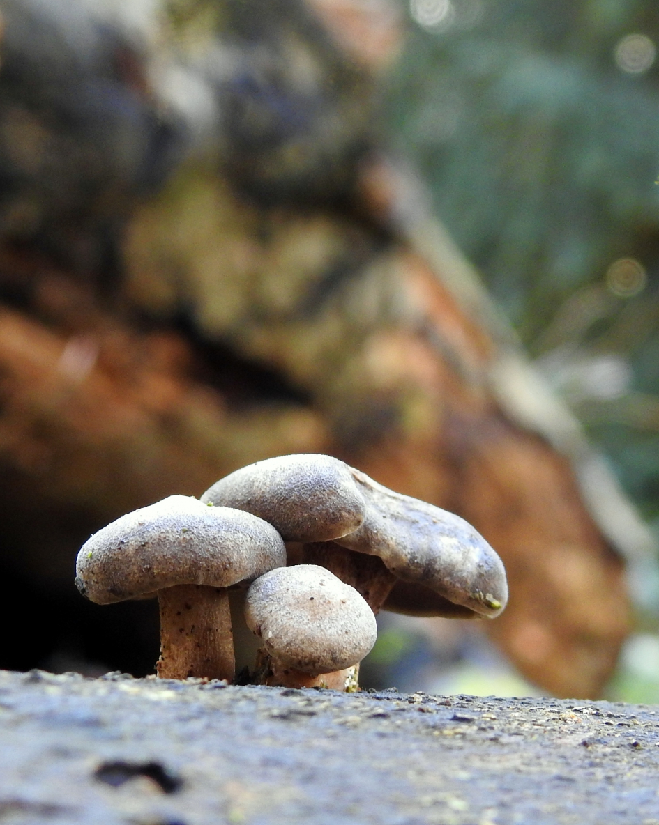 De oudjes houden vol - Schimmels - 