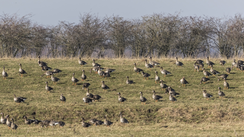De zonneweide - Vogels - Kolgans