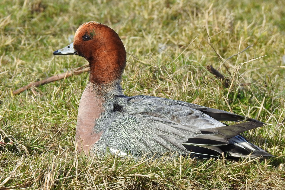 Deftig heerschap - Vogels - Smient
