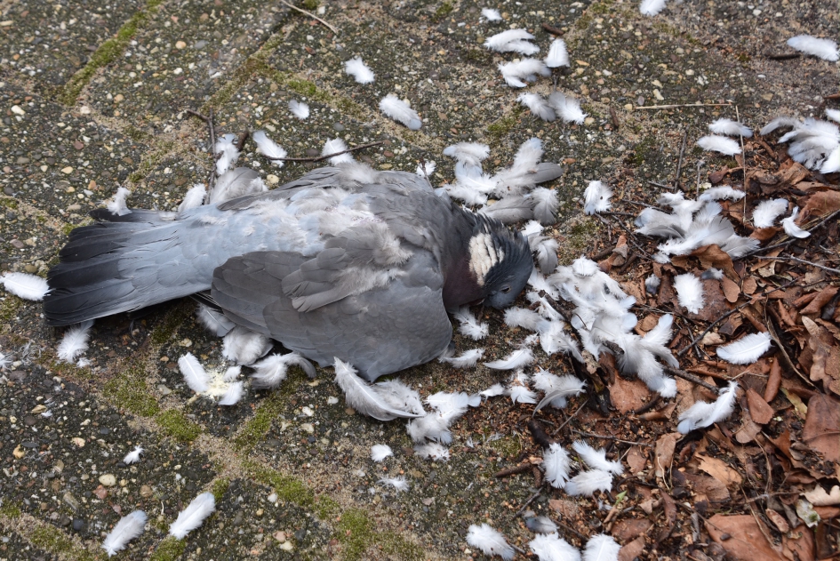 Deze foto is van een week geleden... - Vogels - 