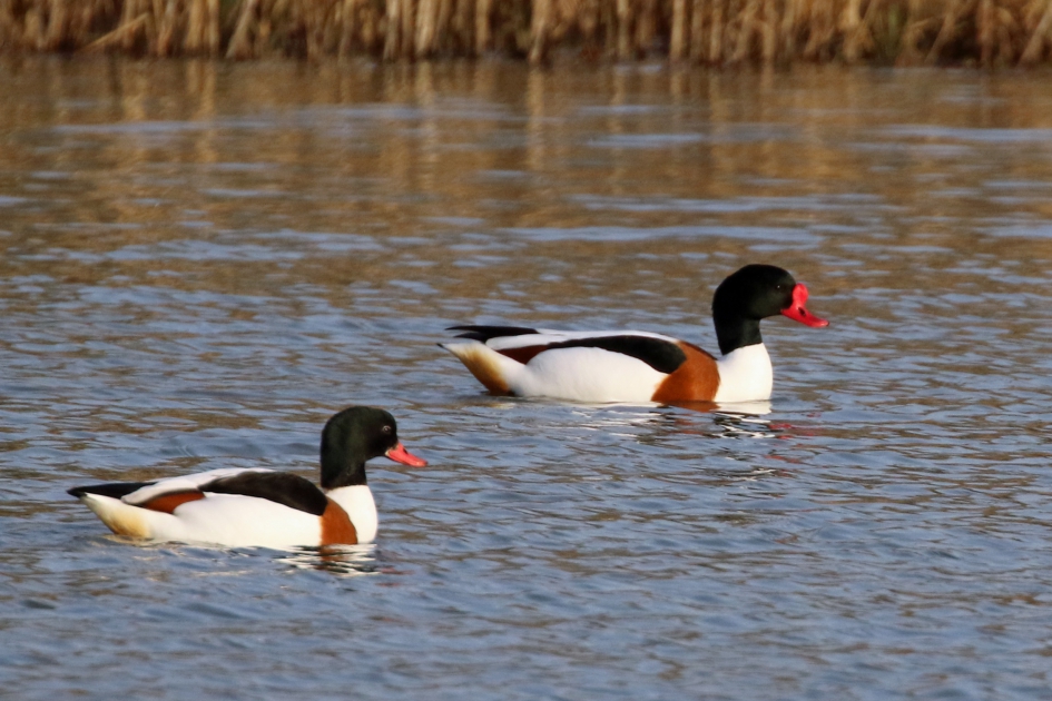 Dhr. en Mevr. Bergeend - Vogels - 
