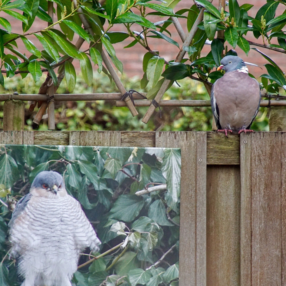Die durft! - Vogels - 