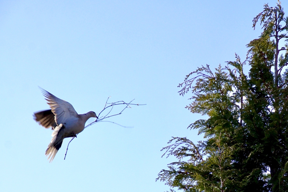 Druk aan het werk - Vogels - 