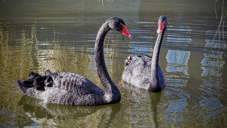 Echte liefde - Vogels - Zwarte zwaan