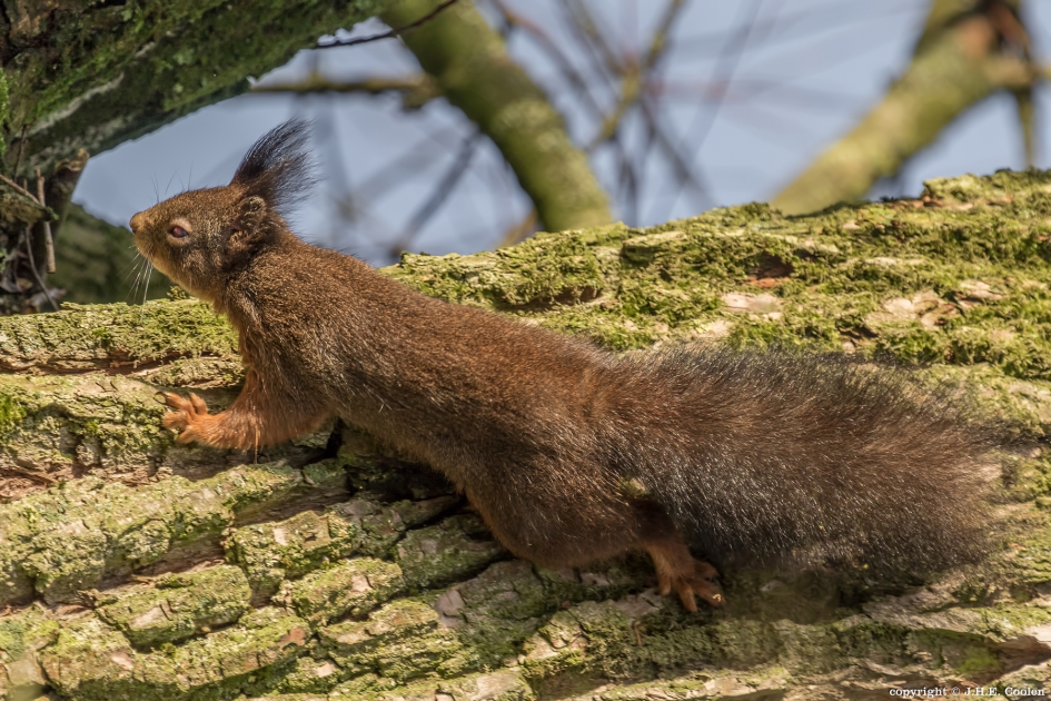 Eekhoorn - Zoogdieren - Eekhoorn