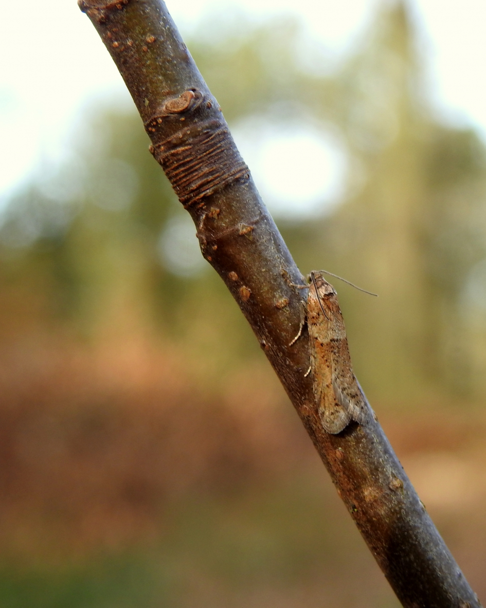 Een goed teken - Geleedpotigen - Voorjaarsbladroller