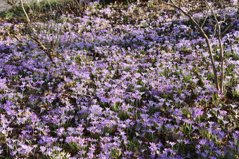 Een veld krokussen - Planten - 