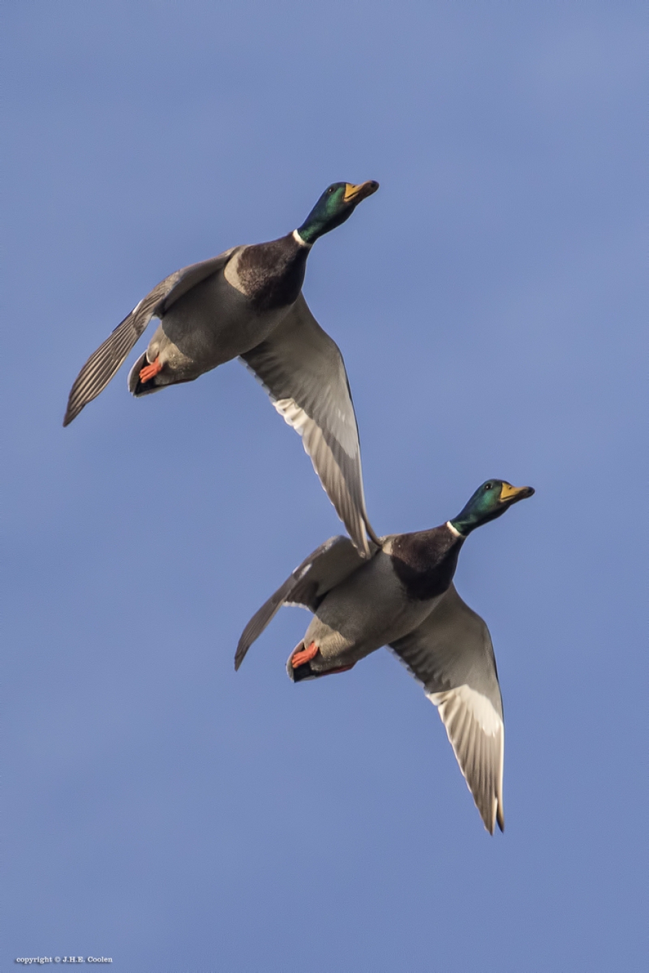 Endelijk blauwe lucht - Vogels - Wilde eend