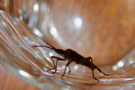 Exotisch silhouette in glas