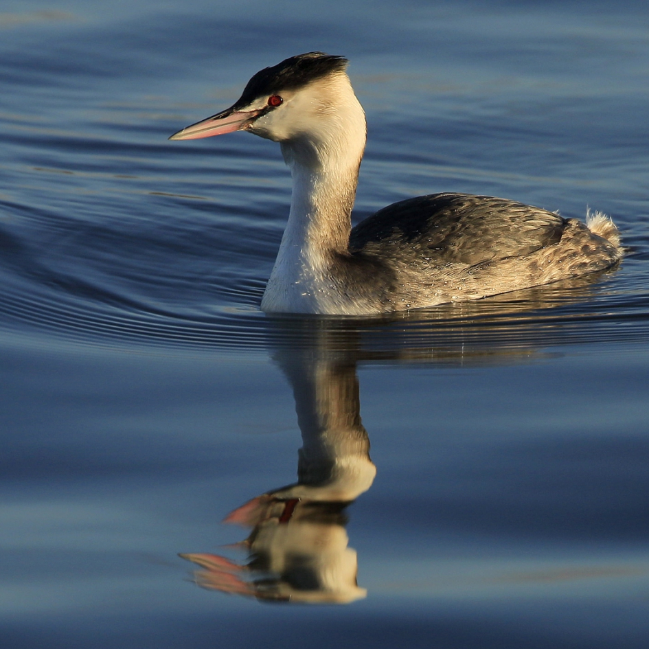 Fuut - Vogels - Fuut