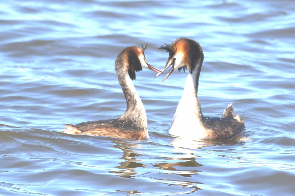 fuut m + v - Vogels - fuut