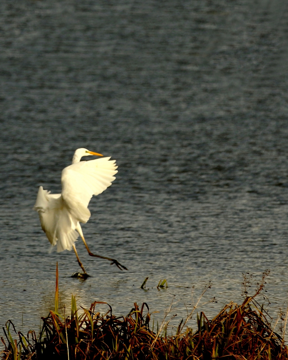-g-een poot om op te staan - Vogels - grote zilverreiger