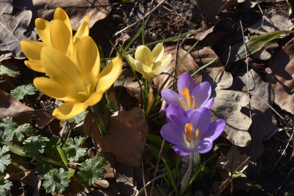 Geel en paars - Planten - 