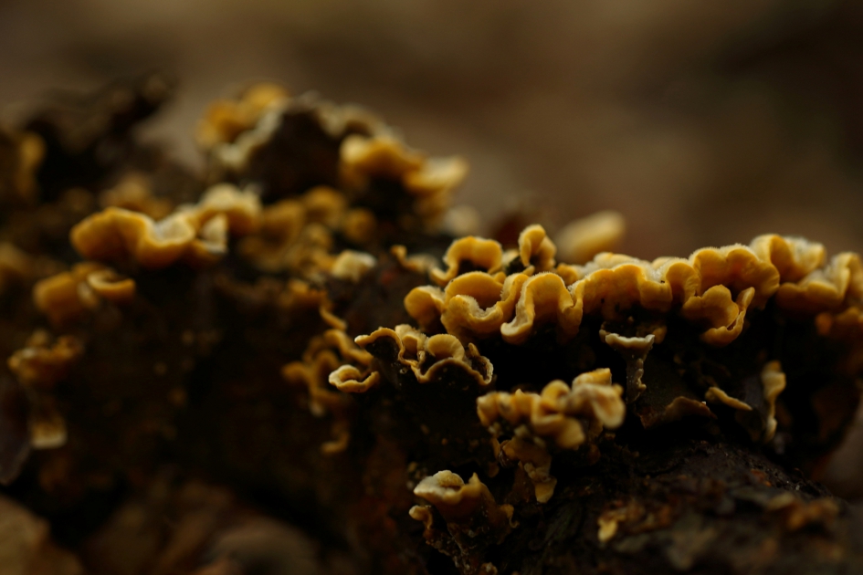 gele golfjes - Schimmels - gele korstzwam