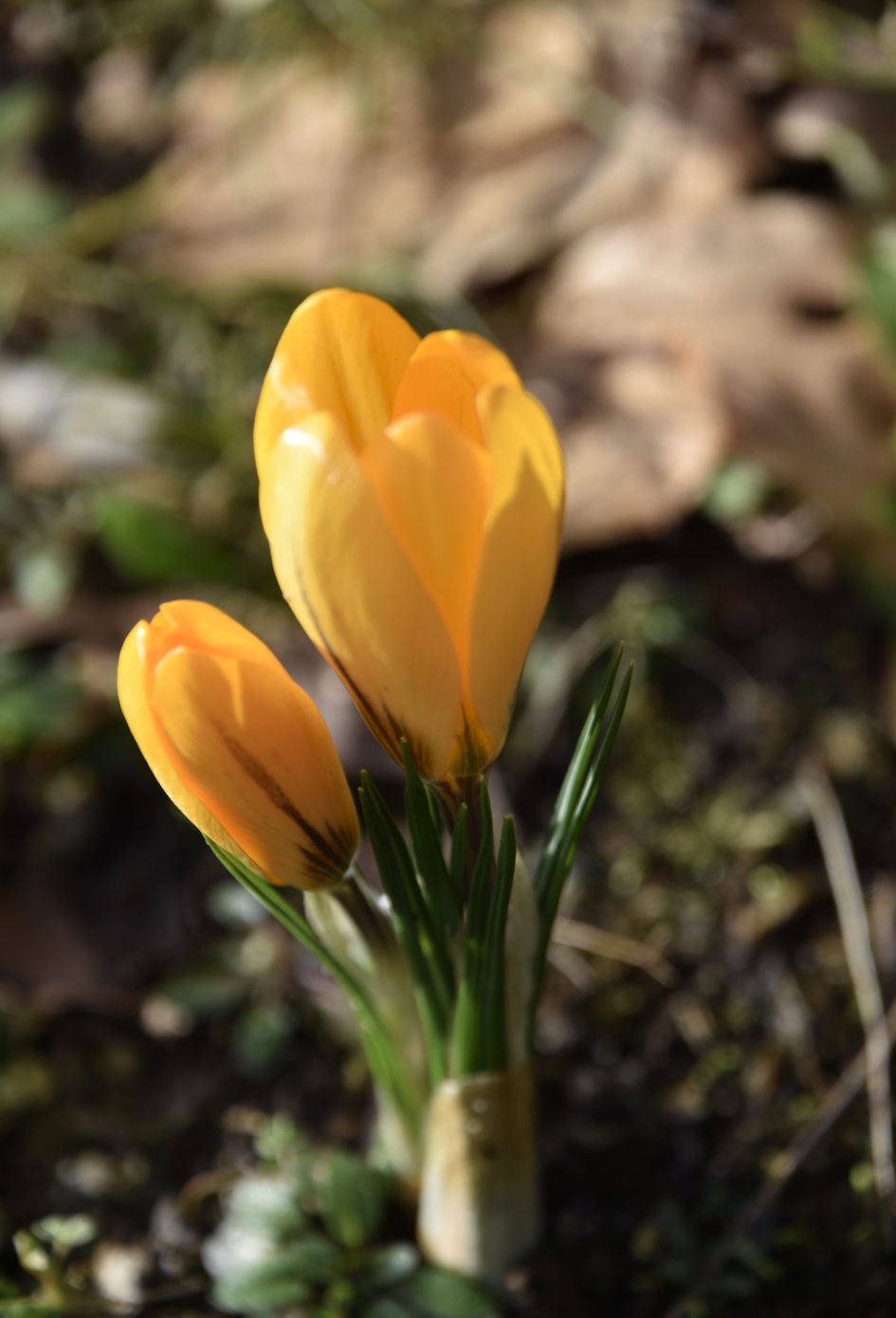 Gele krokussen - Planten - 