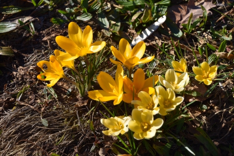 Gele krokussen