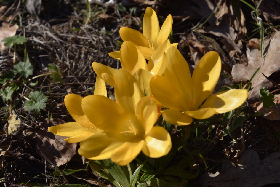 Gele krokussen - Planten - 