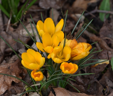 Gele krokussen