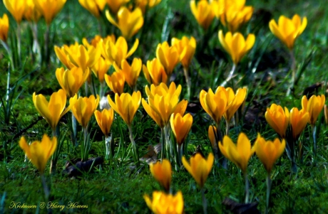 Gele Krokussen...in het plantsoen