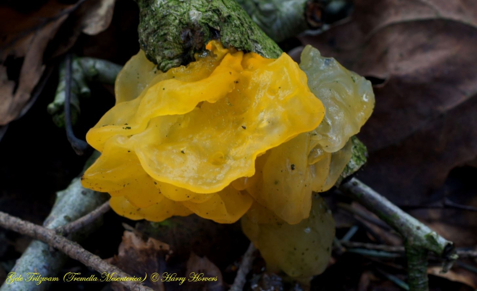 Gele Trilzwam - Schimmels - gele Trilzwam