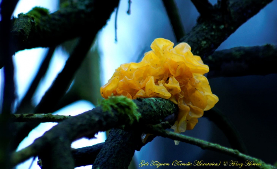 Gele Trilzwam - Schimmels - Gele Trilzwam