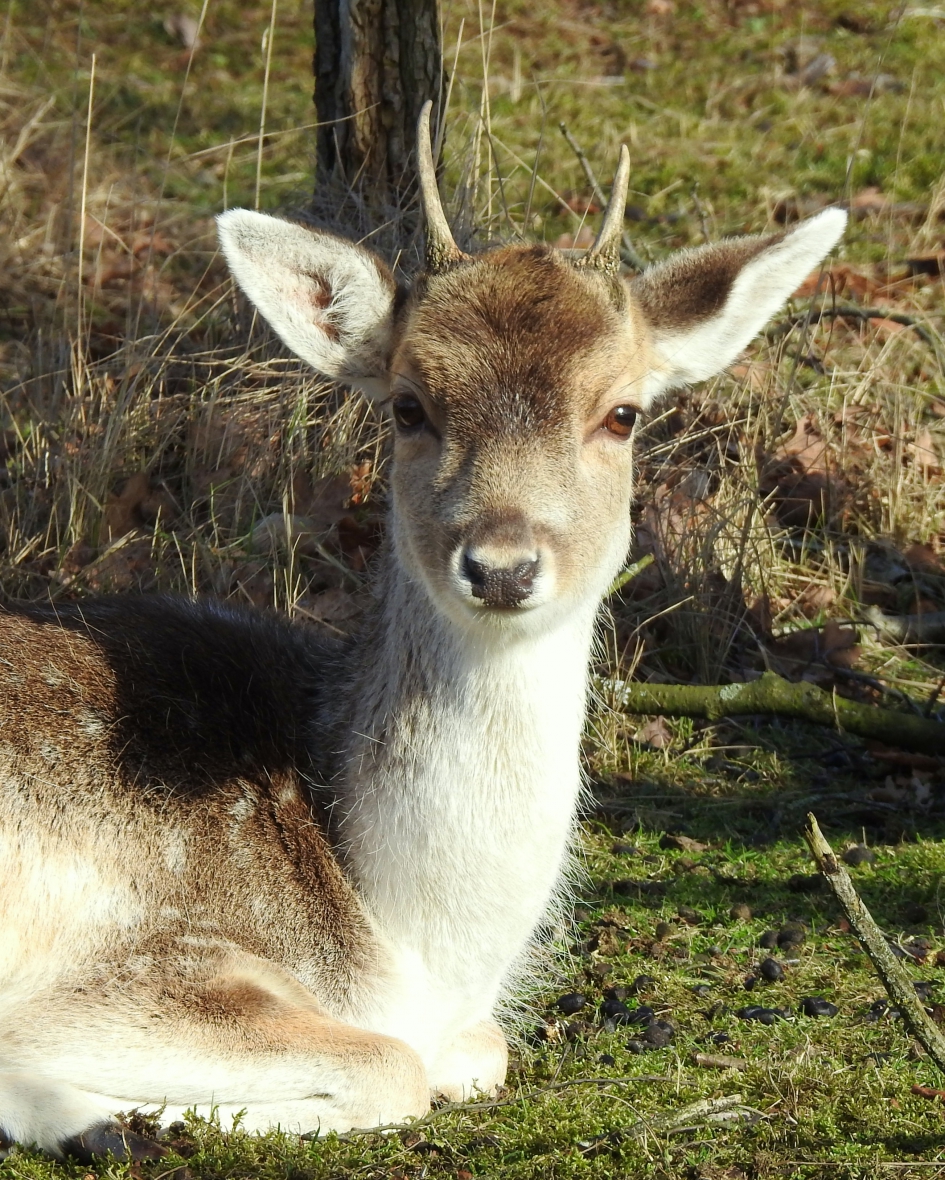 Genieten in de zon - Zoogdieren - Damhert