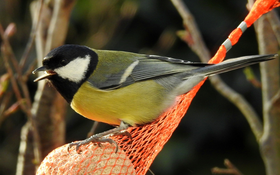 Genoeg te eten - Vogels - Koolmees