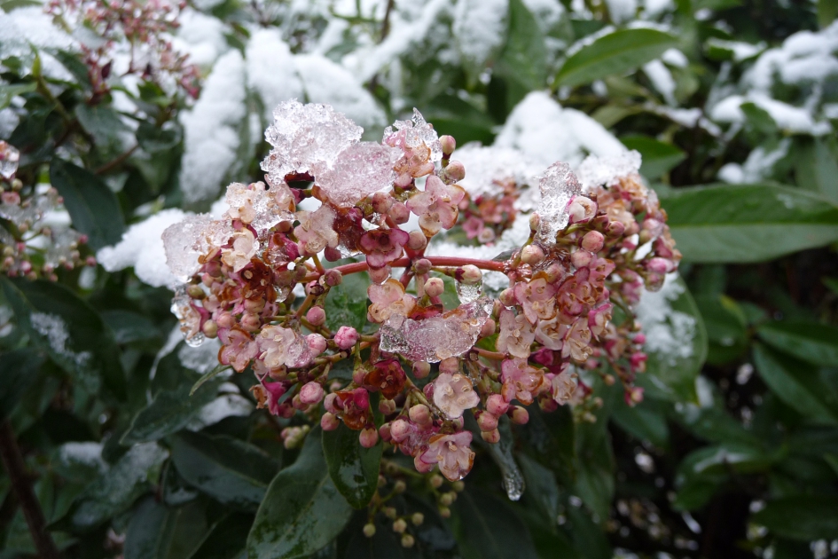 Gesmolten sneeuw - Planten - 