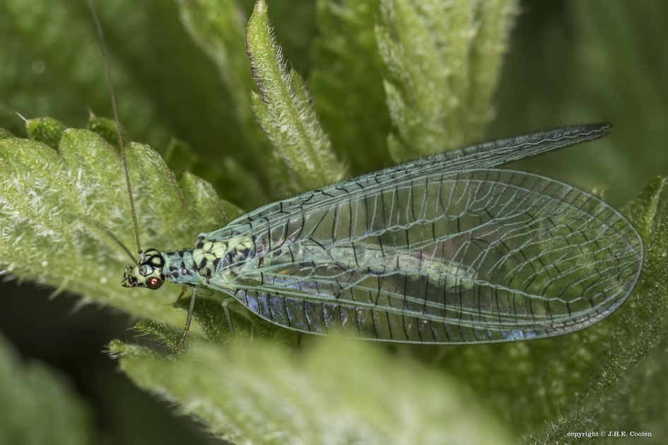 Gewone gaasvlieg - Geleedpotigen - Gewone gaasvlieg