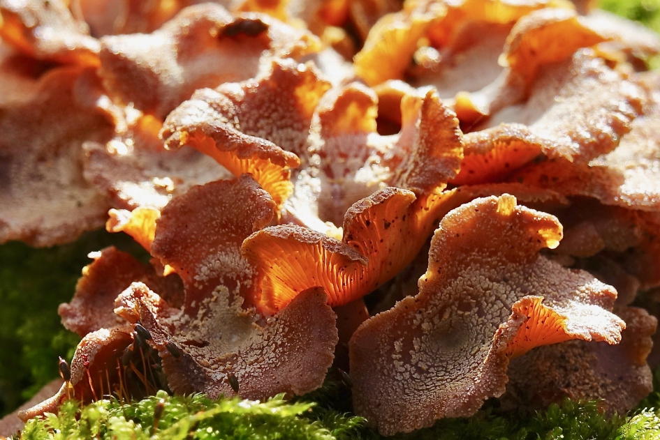 Gloeiende Schelpzwam - Schimmels - Scherpe Schelpzwam
