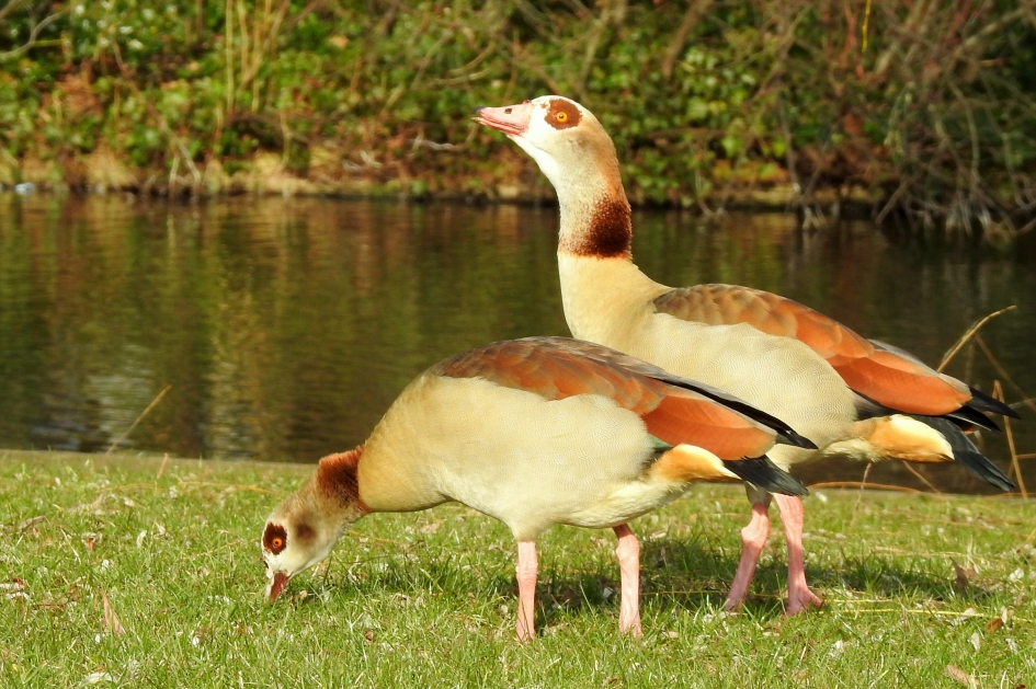 Gouden koppel - Vogels - Nijlgans